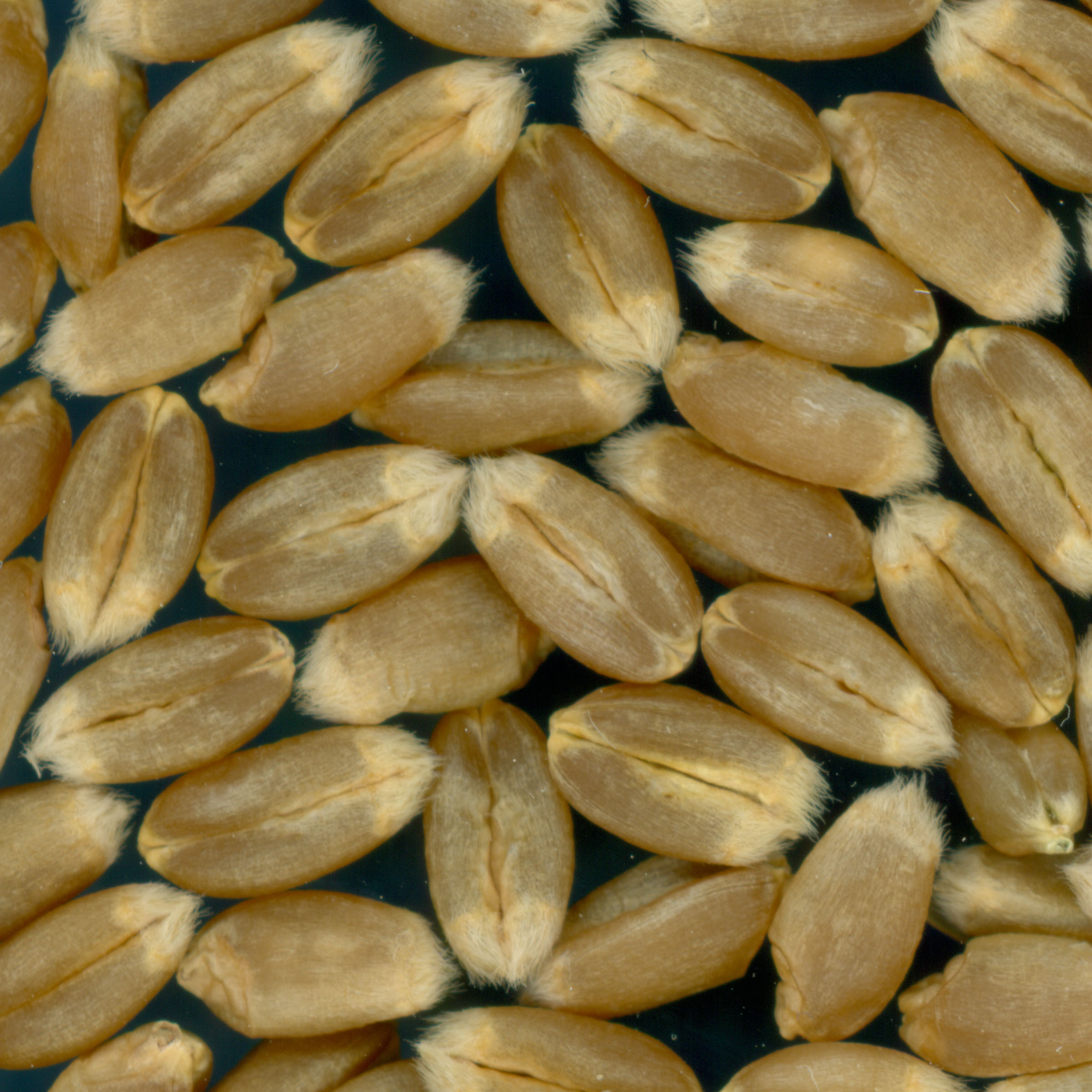 KERNELS